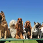 12 Best Dog Breeds for Apartments