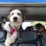 Things to consider before planning a journey with pets